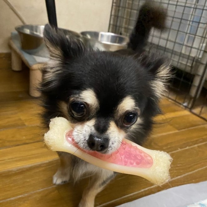 チワワ　恵那　2512