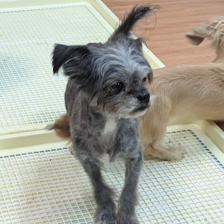 ミックス 犬 かなで 2510