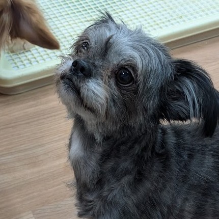 ミックス 犬 かなで 2510