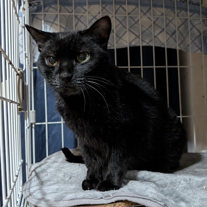 黒猫　タンゴ　2512