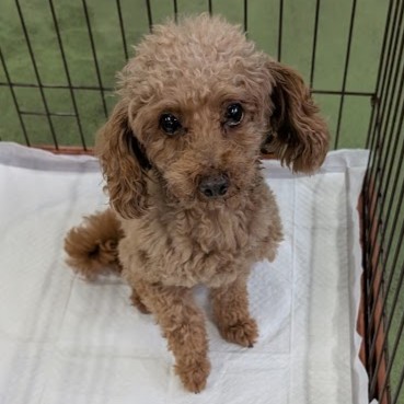 トイプードル　トム　2512