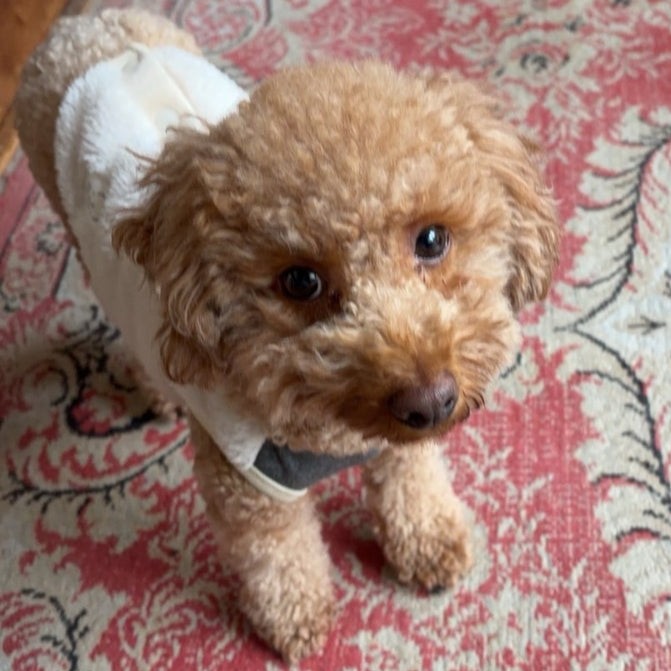 トイプードル　犬　風季　2512