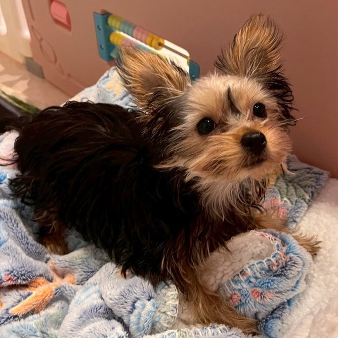 ヨークシャーテリア 犬 ベル 2512