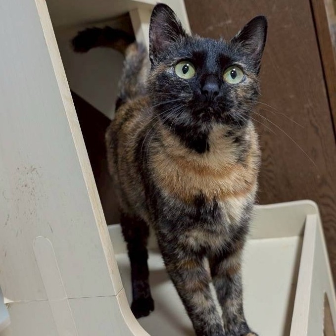 サビ猫 ドロシー 2512