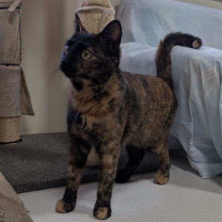 サビ猫 ドロシー 2512