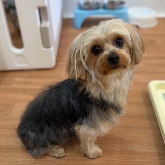 ヨークシャーテリア 犬 パピコ 2512