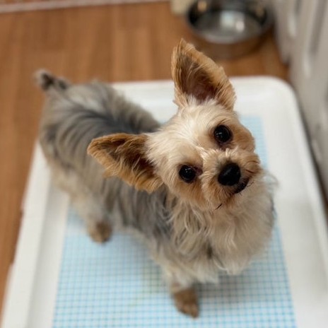 ヨークシャーテリア 犬 レミ 2512