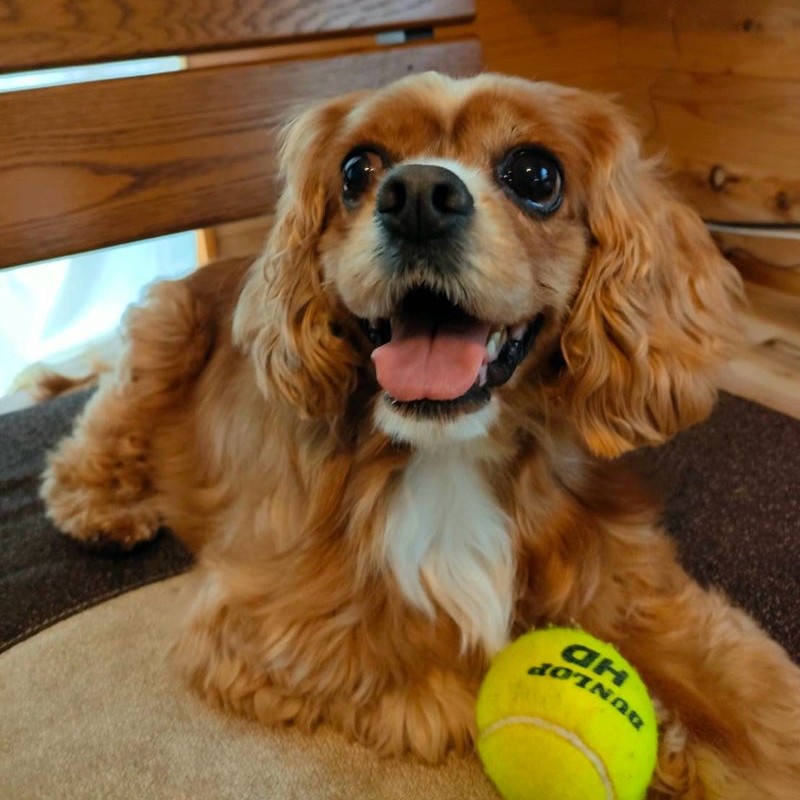 キャバリアMIX　犬　蛍　2603